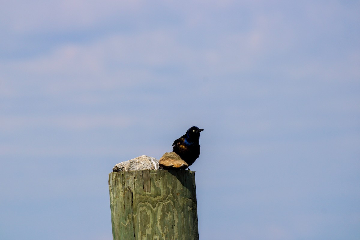 Common Grackle - ML635389712