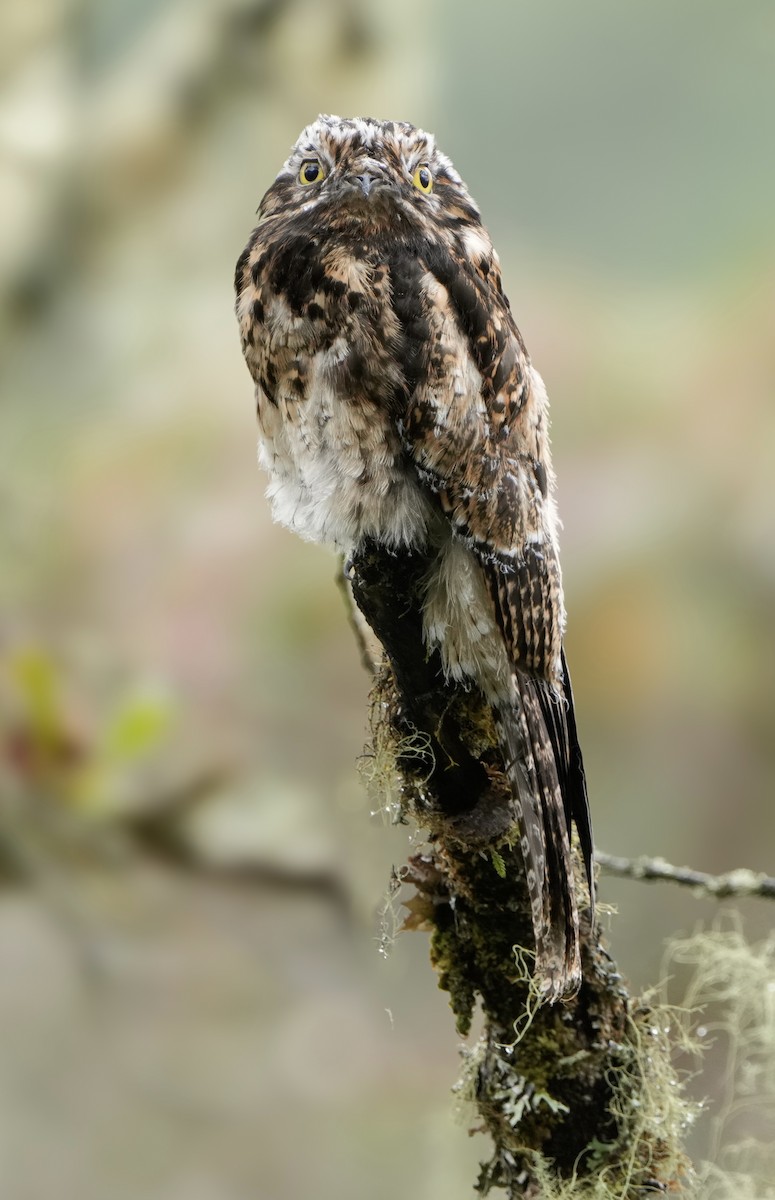 Andean Potoo - ML635389739