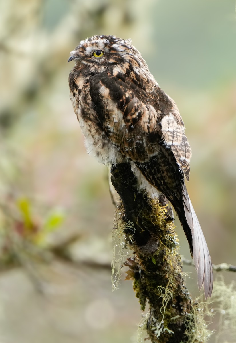 Andean Potoo - ML635389740