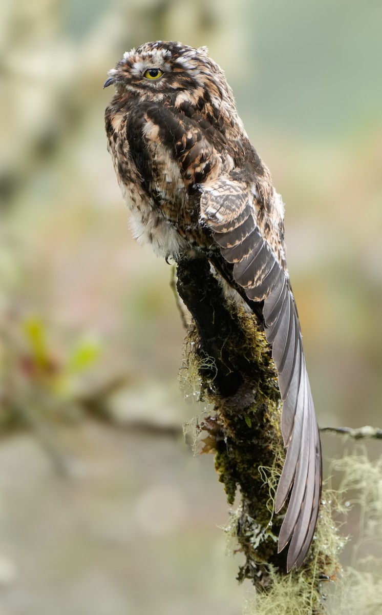 Andean Potoo - ML635389741