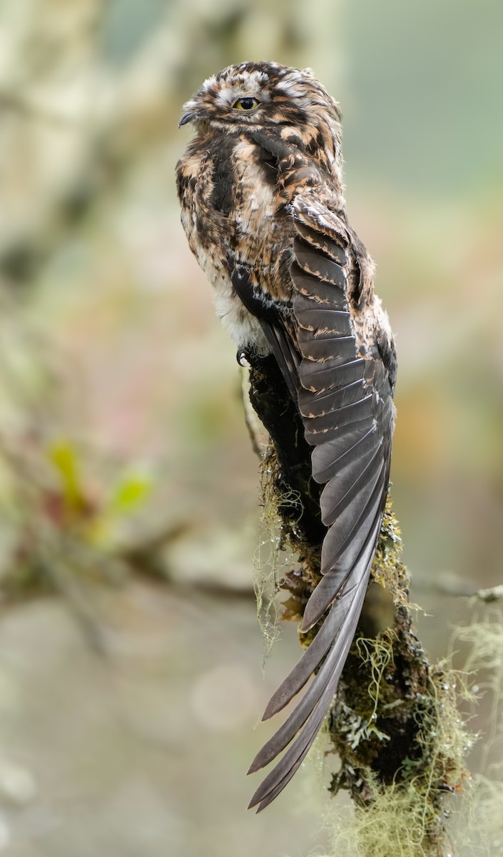 Andean Potoo - ML635389743
