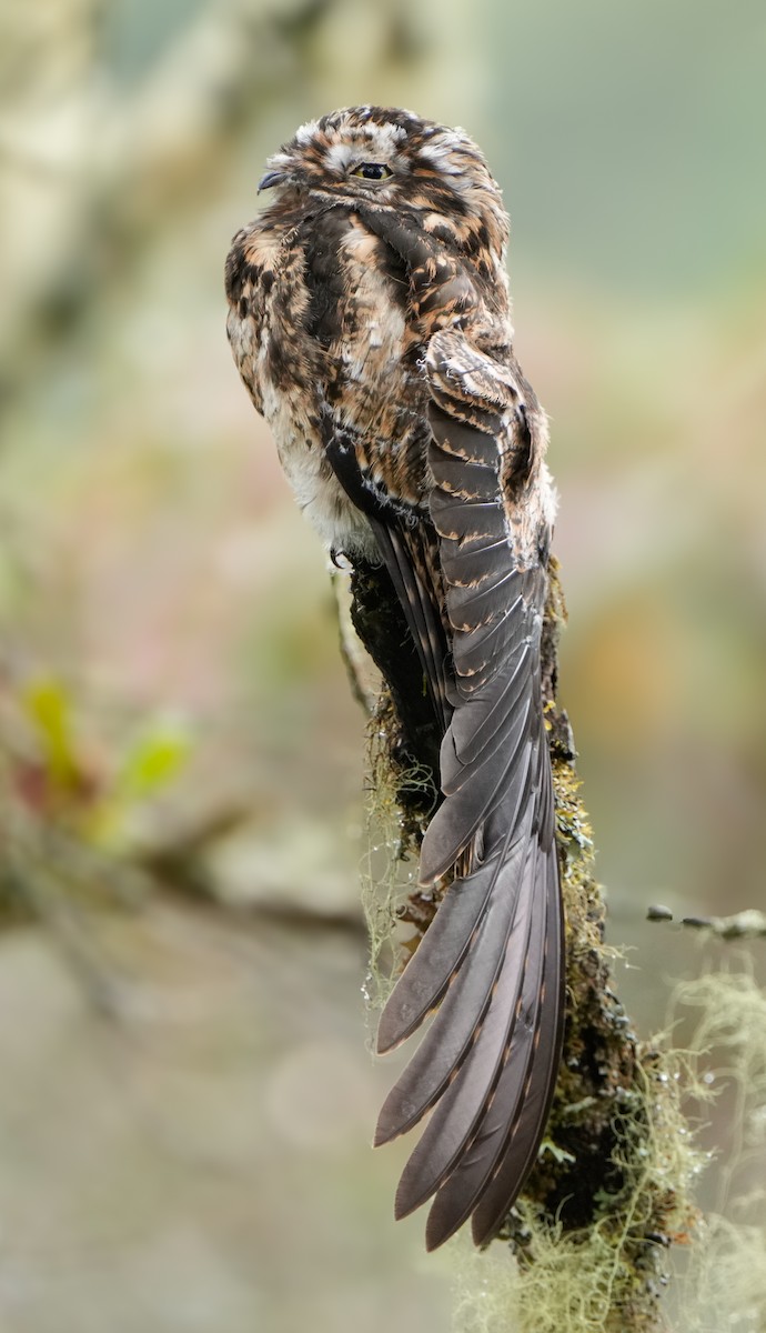 Andean Potoo - ML635389744