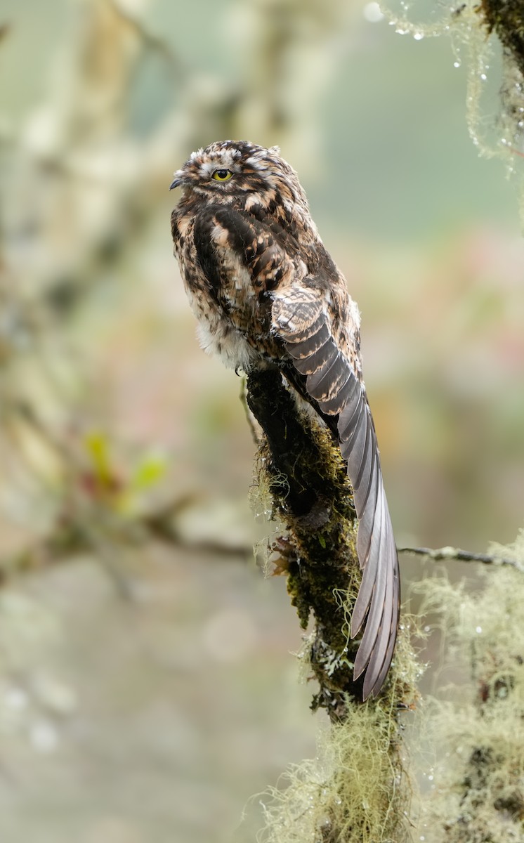 Andean Potoo - ML635389745