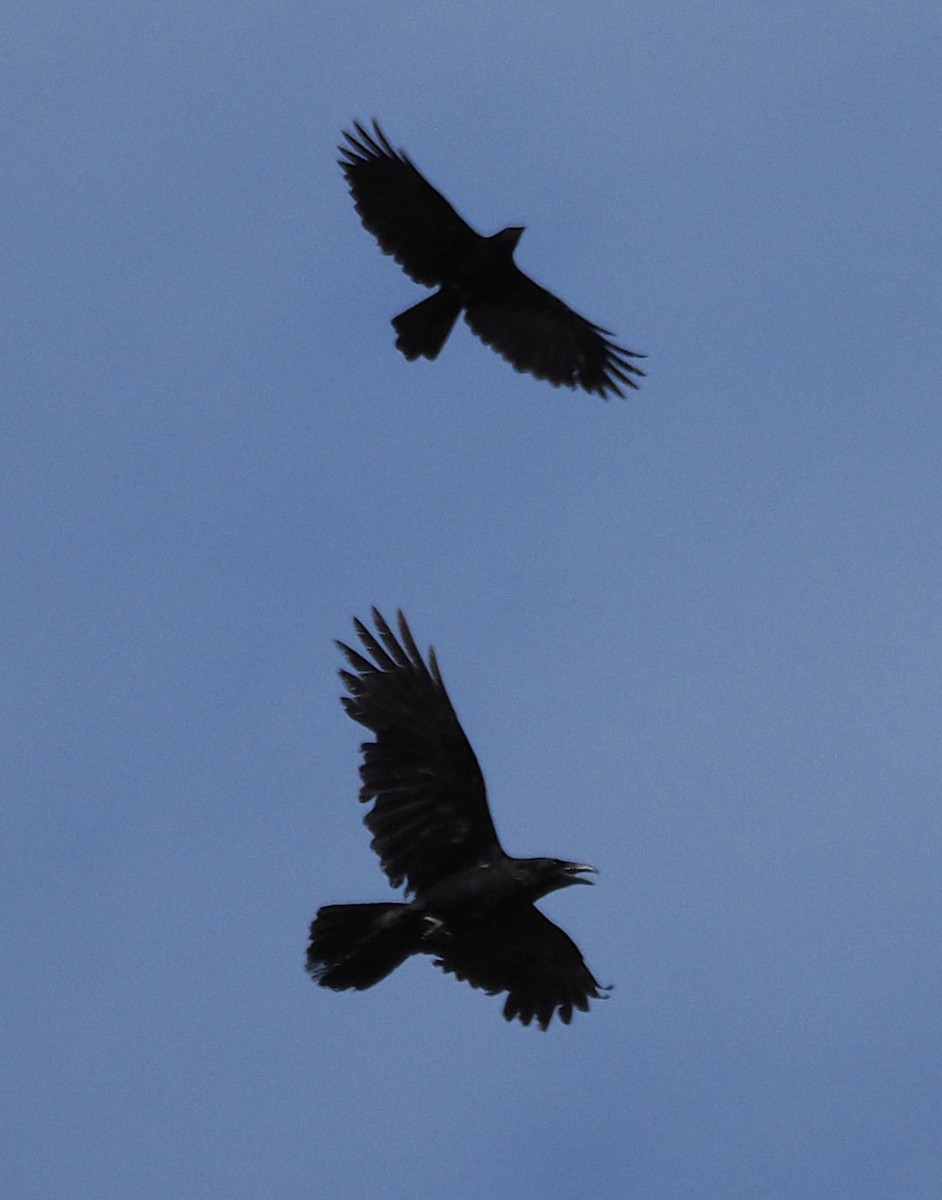 Common Raven - ML635389757