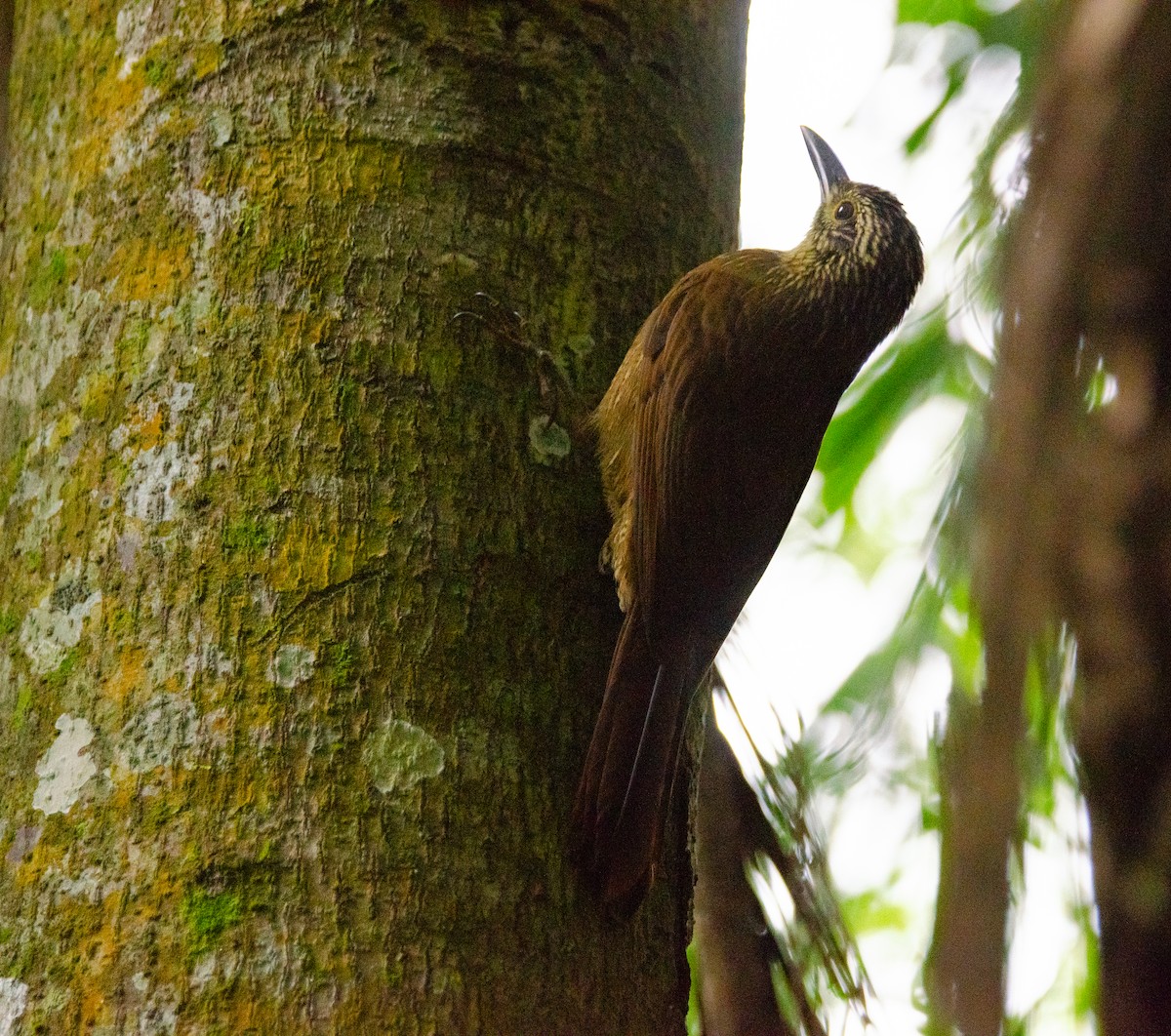 Planalto Woodcreeper - ML635389788