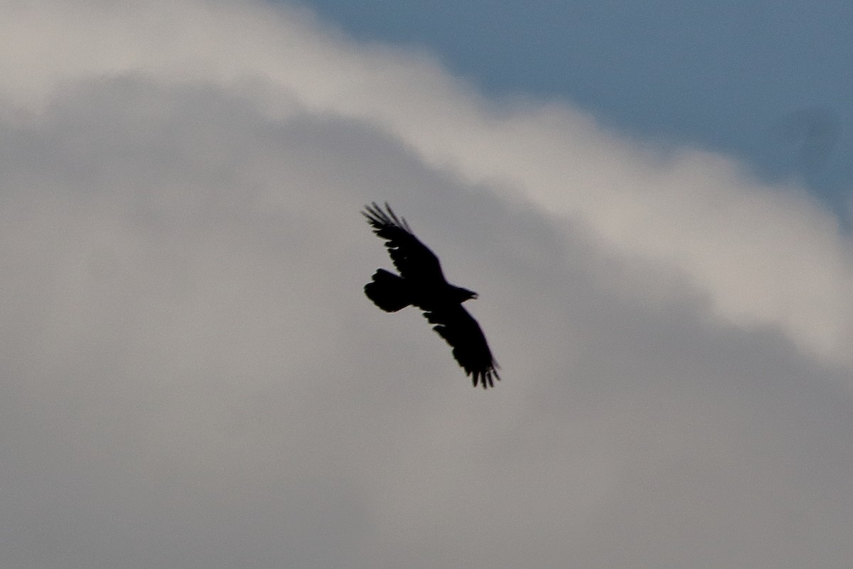 Common Raven - ML635389792