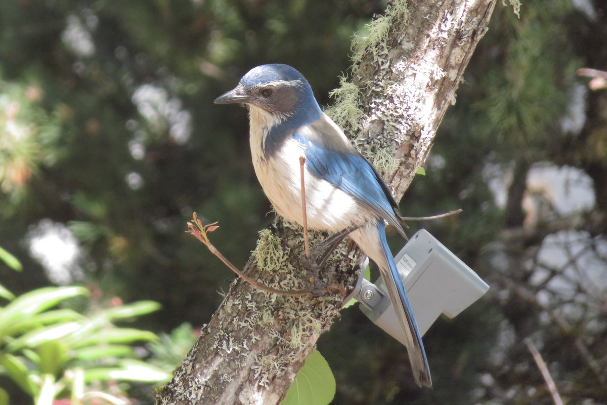 カリフォルニアカケス - ML635389866