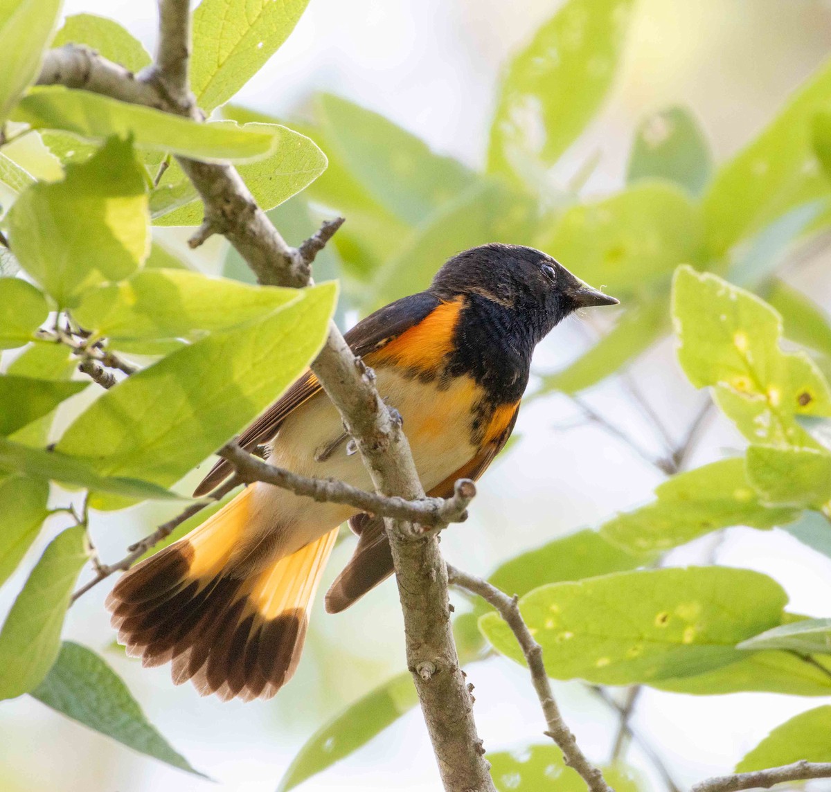 American Redstart - ML635389877