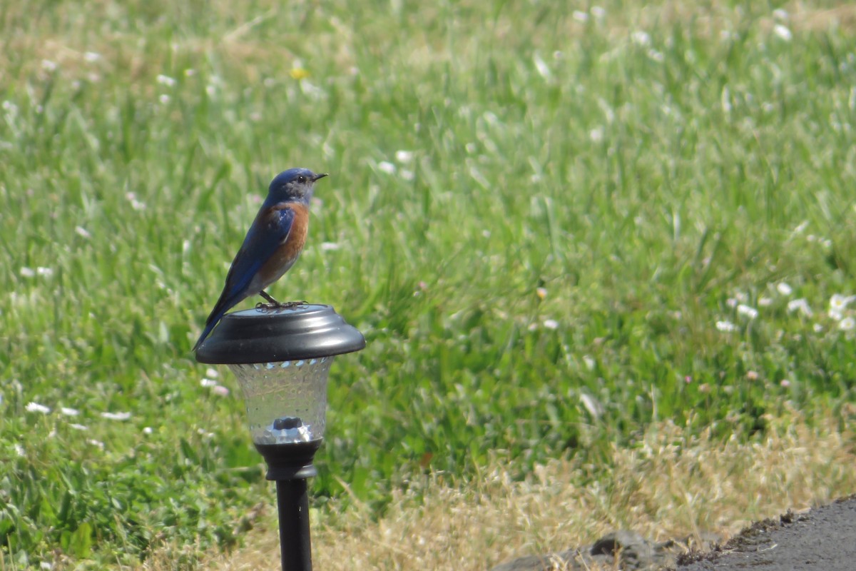 Western Bluebird - ML635389882