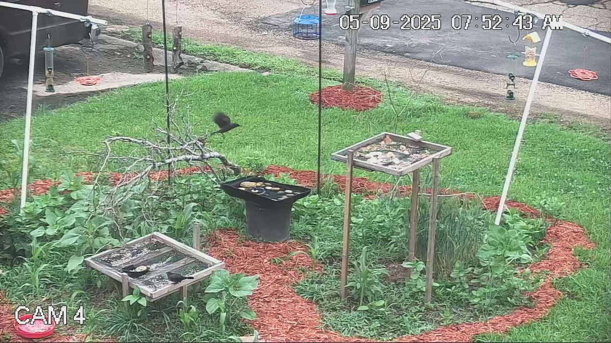 Common Grackle - ML635389888