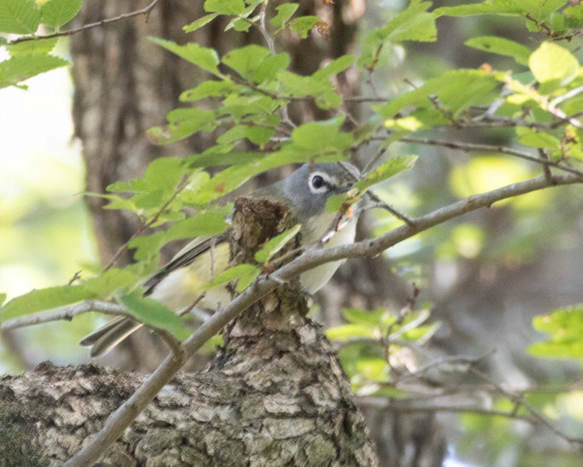 Blue-headed Vireo - ML635389894