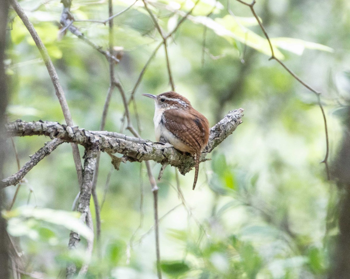 Carolina Wren - ML635389912