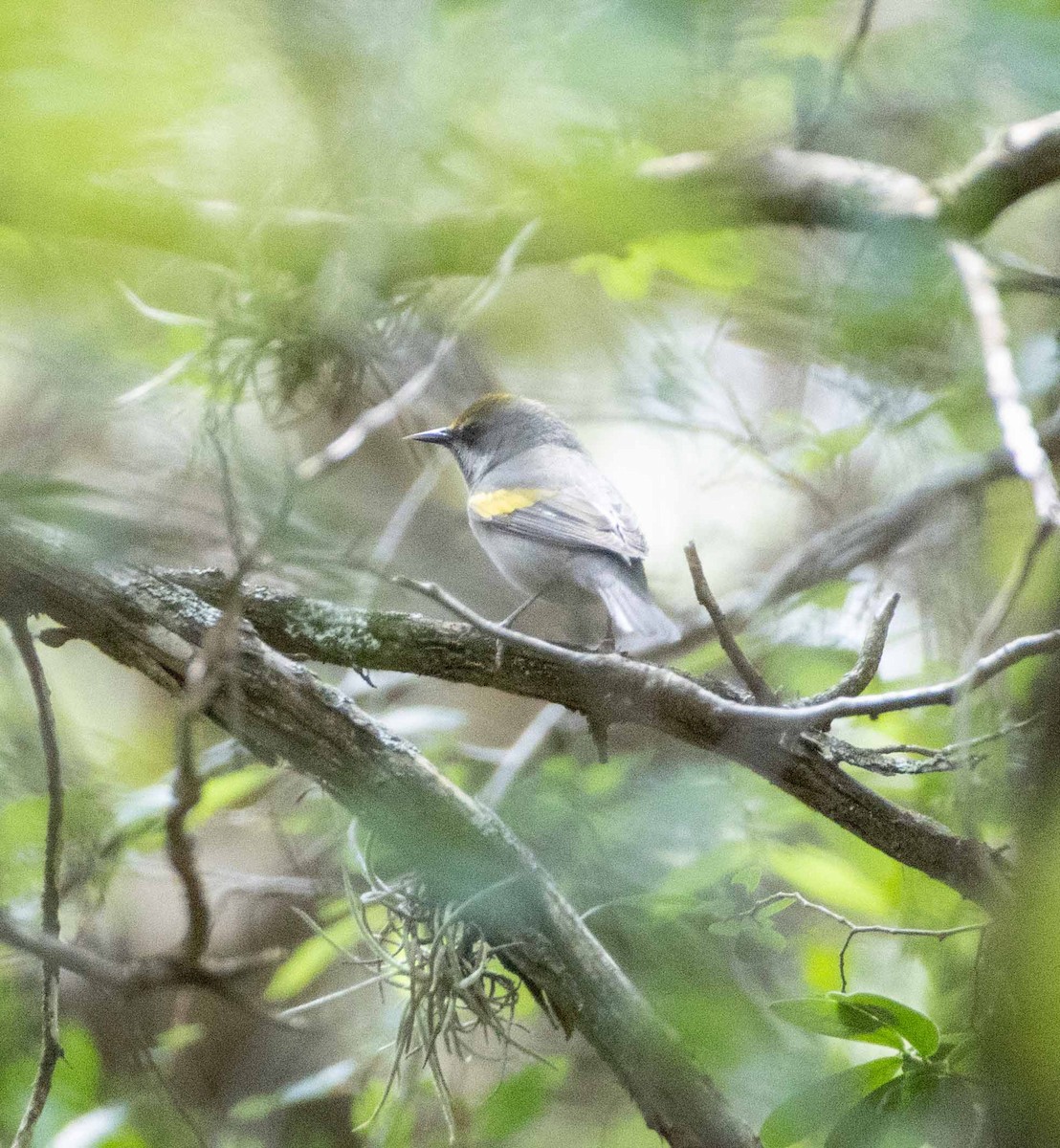 Golden-winged Warbler - ML635389926