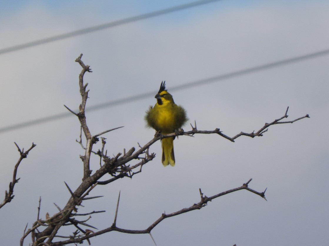 Yellow Cardinal - ML635389932