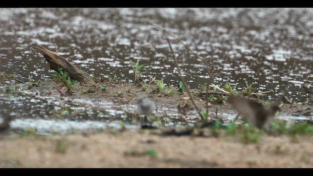 ヒレアシトウネン - ML635389938