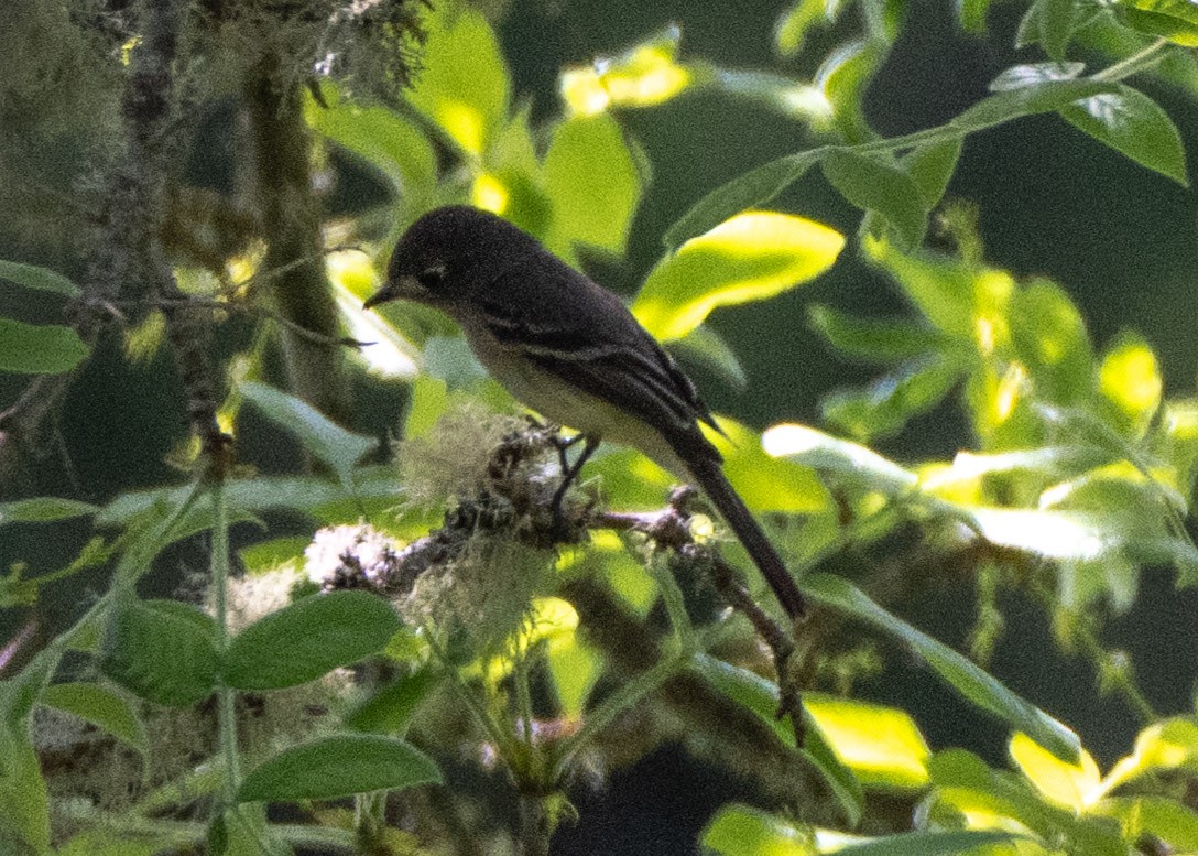 Dusky Flycatcher - ML635389949