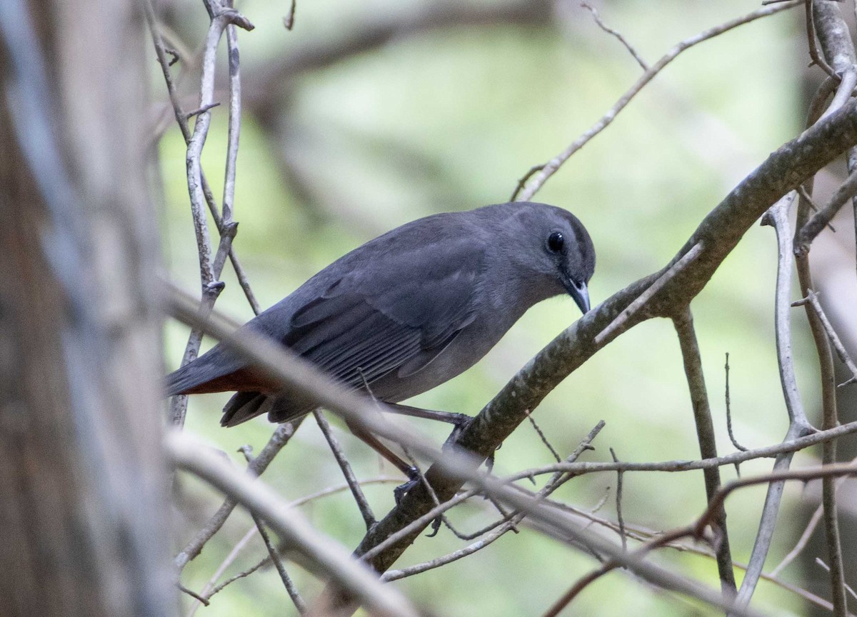 Gray Catbird - ML635389951