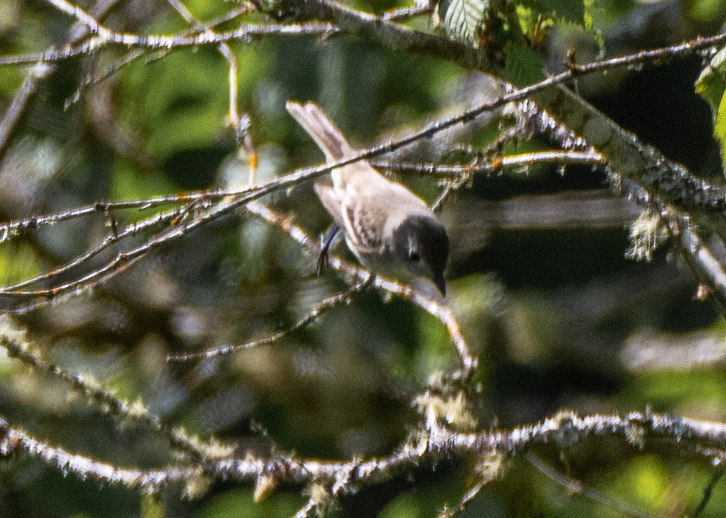 Dusky Flycatcher - ML635389954
