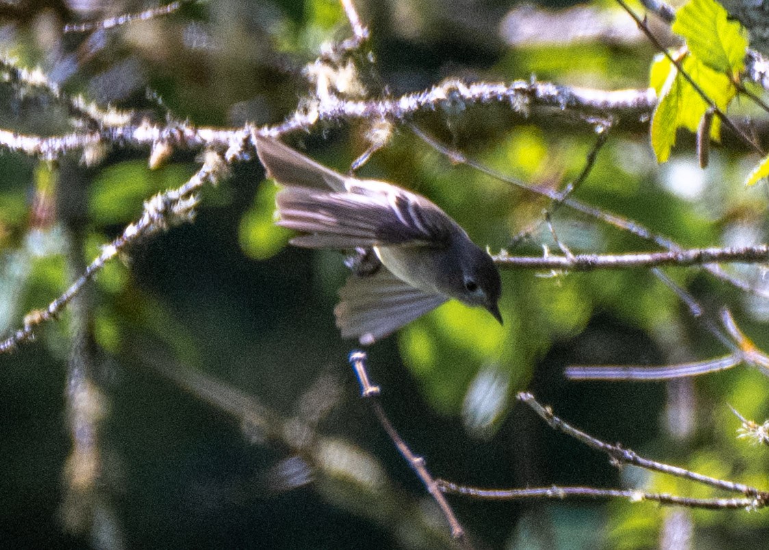 Dusky Flycatcher - ML635389963