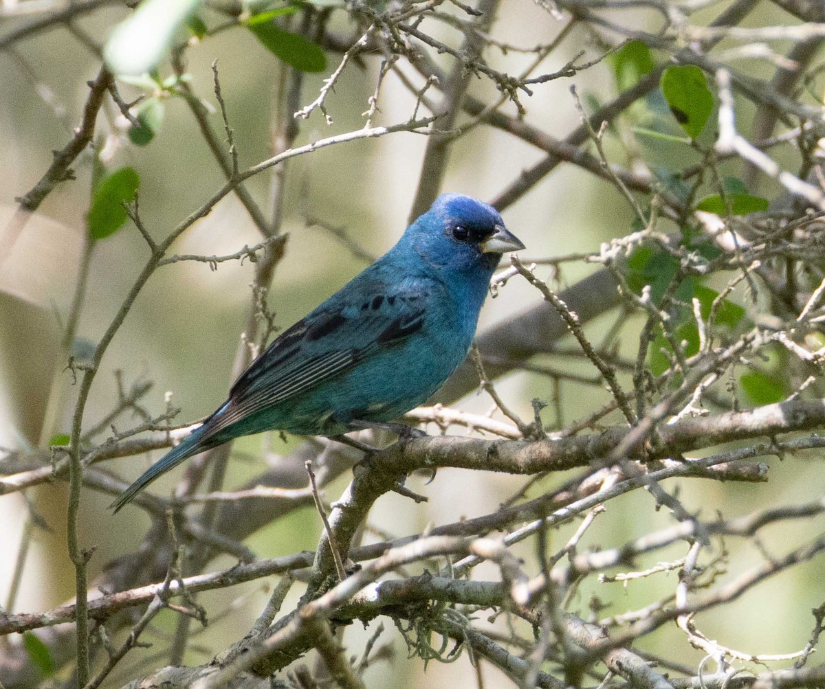 Indigo Bunting - ML635389967