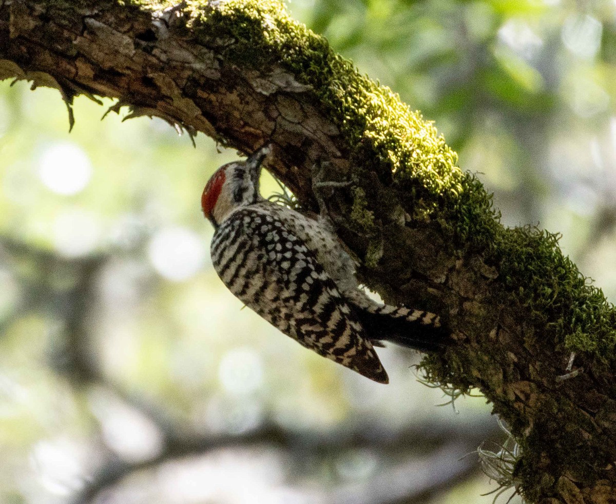 Ladder-backed Woodpecker - ML635389981