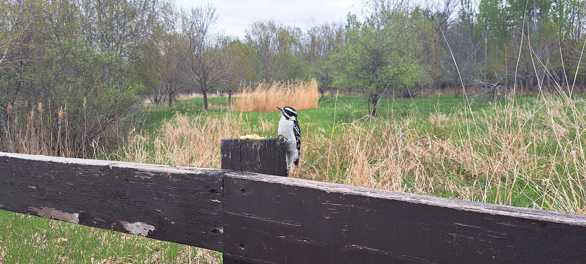 Downy Woodpecker - ML635389985