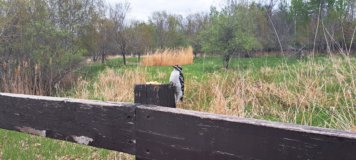 Downy Woodpecker - ML635389988