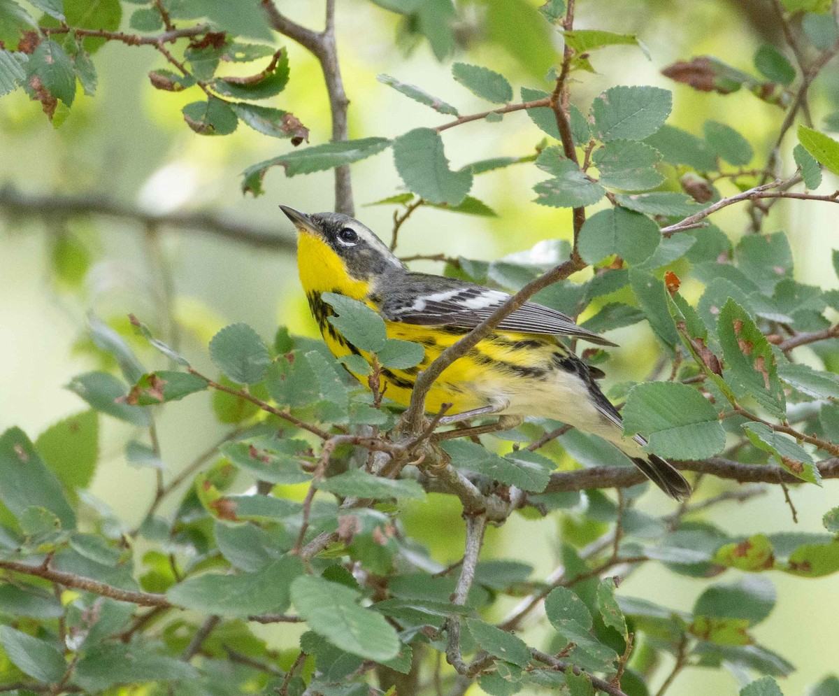 Magnolia Warbler - ML635389991