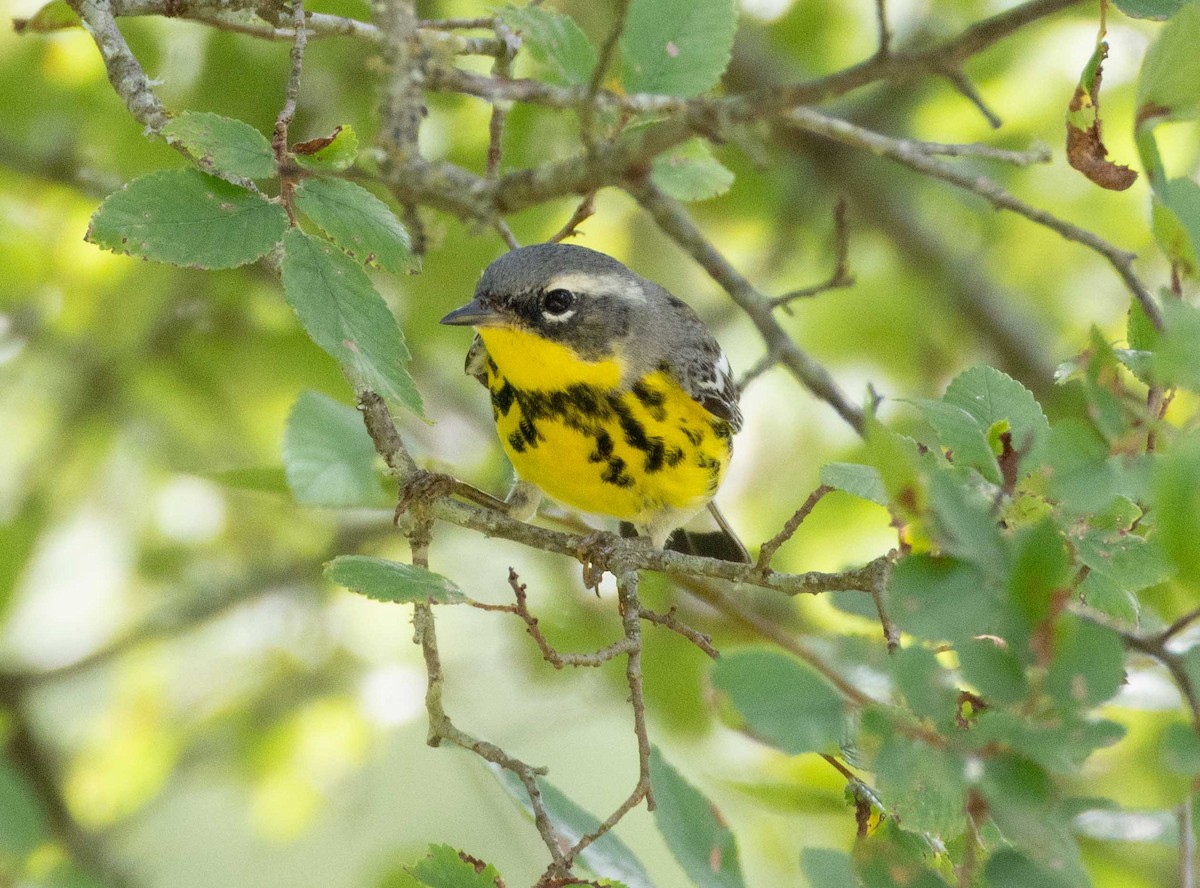 Magnolia Warbler - ML635389996