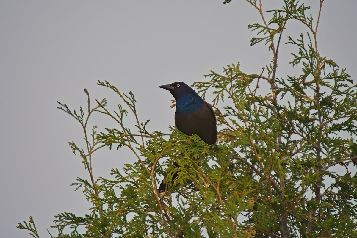 Common Grackle - ML635389999