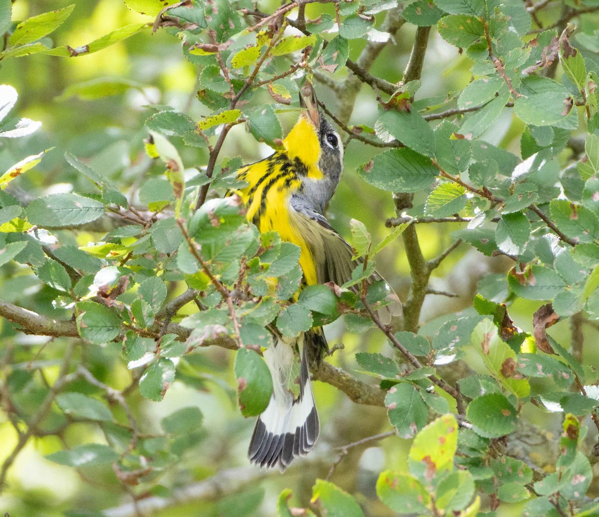 Magnolia Warbler - ML635390002