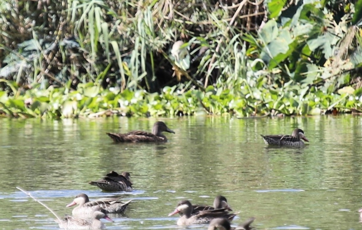 Meller's Duck - ML635390036