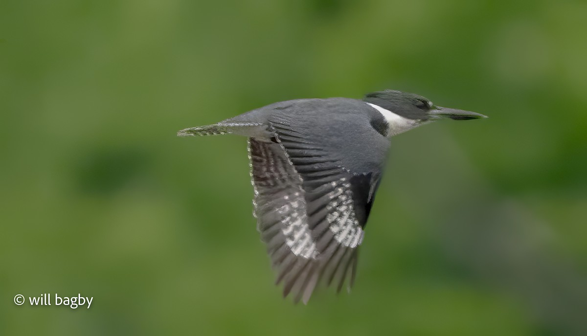 Belted Kingfisher - ML635390097