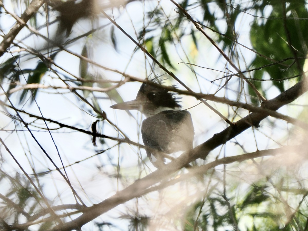 Belted Kingfisher - ML635390108