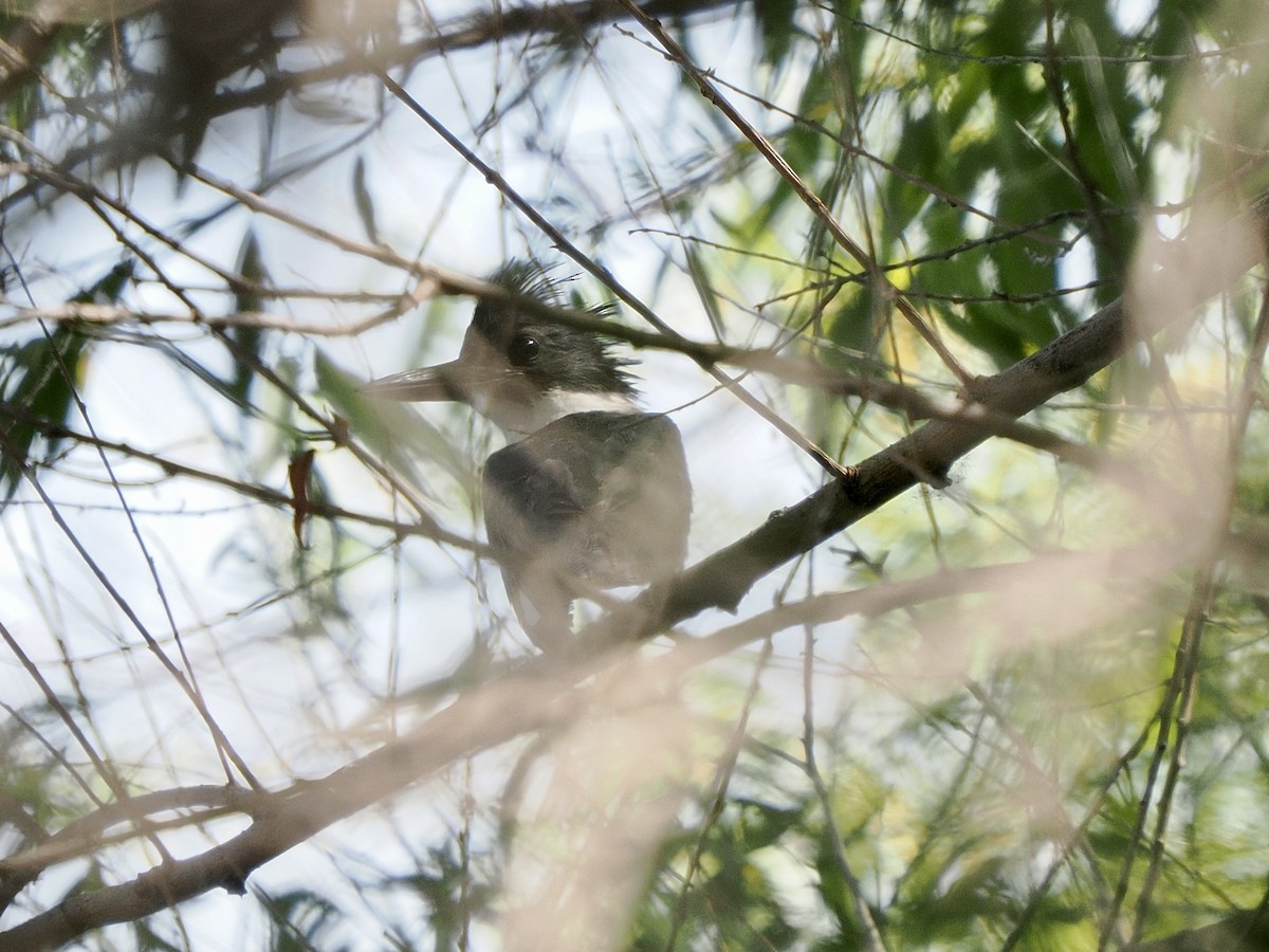 Belted Kingfisher - ML635390109