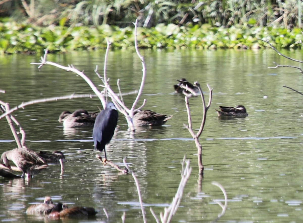 Black Heron - ML635390199