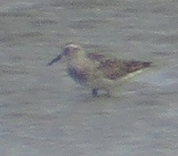 Graubrust-Strandläufer - ML635390217