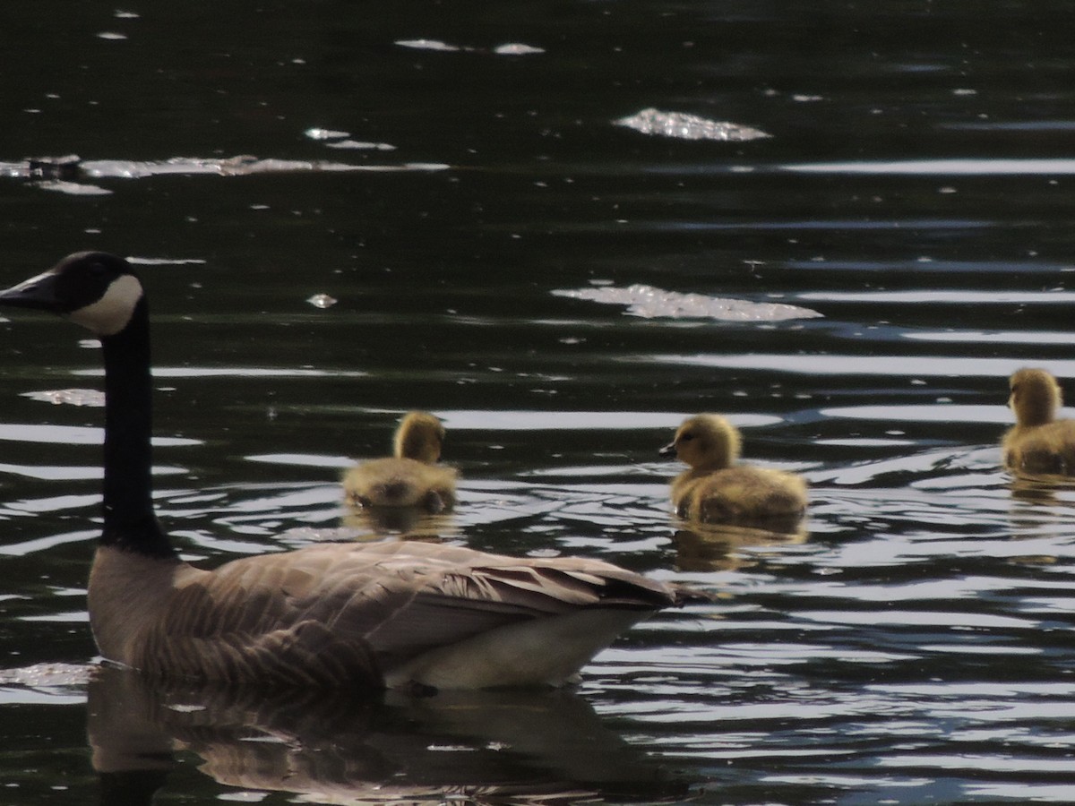 Canada Goose - ML635390281