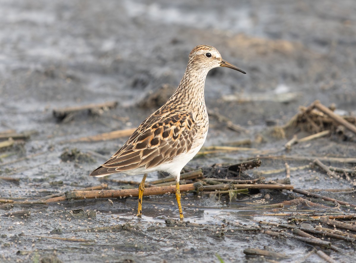 Graubrust-Strandläufer - ML635390289