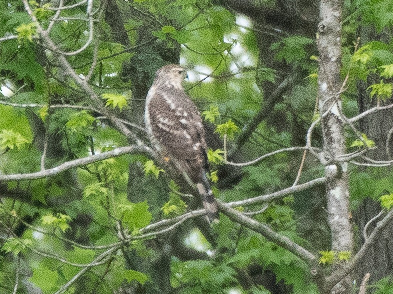 Cooper's Hawk - ML635390297