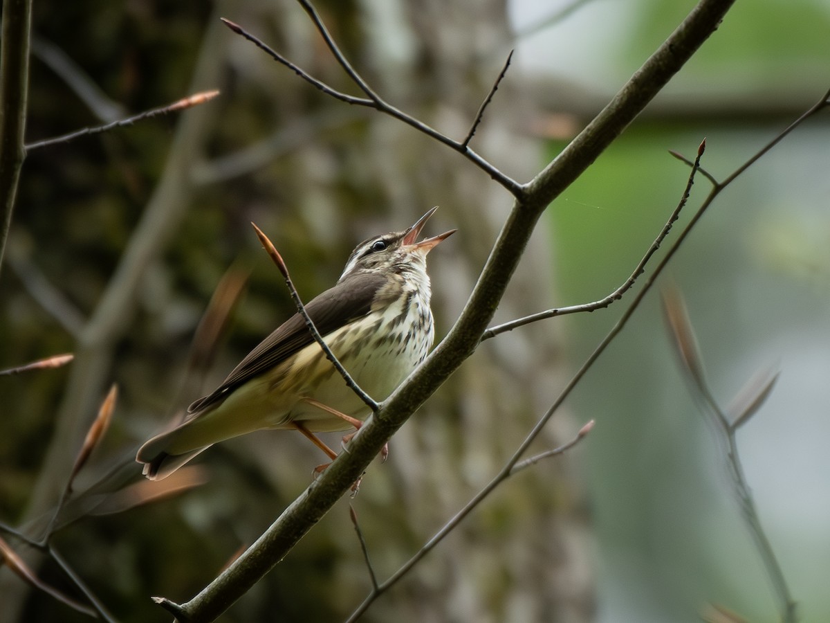 Louisiana Waterthrush - ML635390305