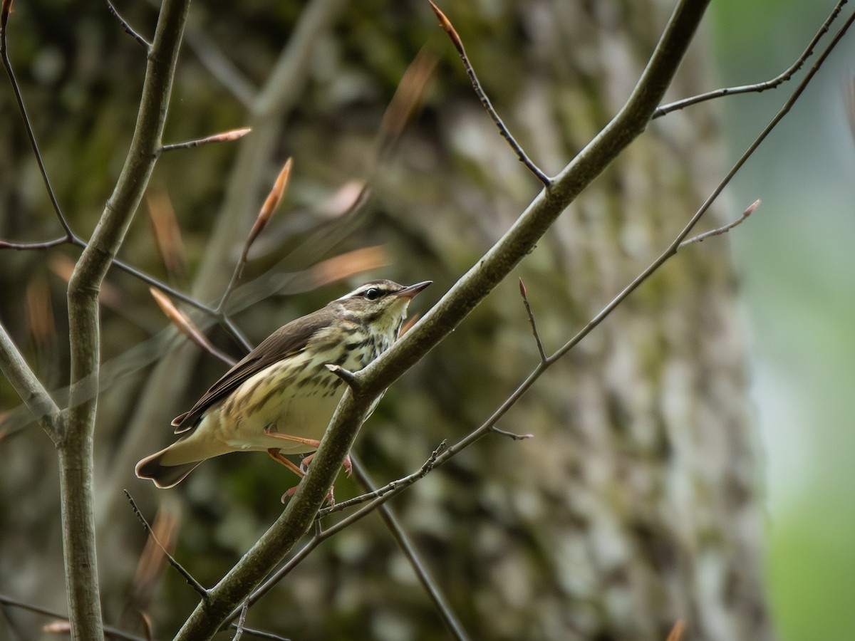 Louisiana Waterthrush - ML635390306