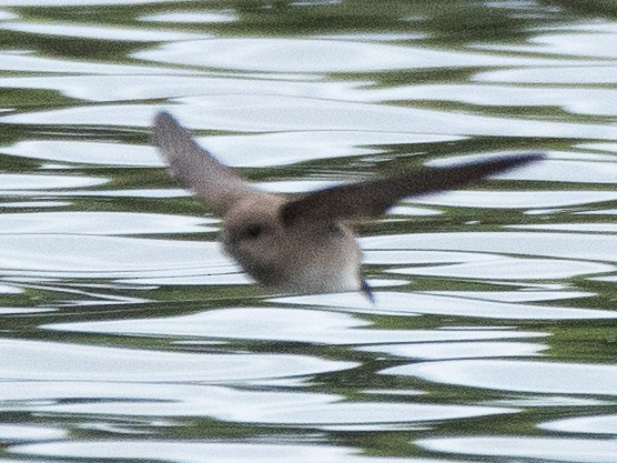 Northern Rough-winged Swallow - ML635390312