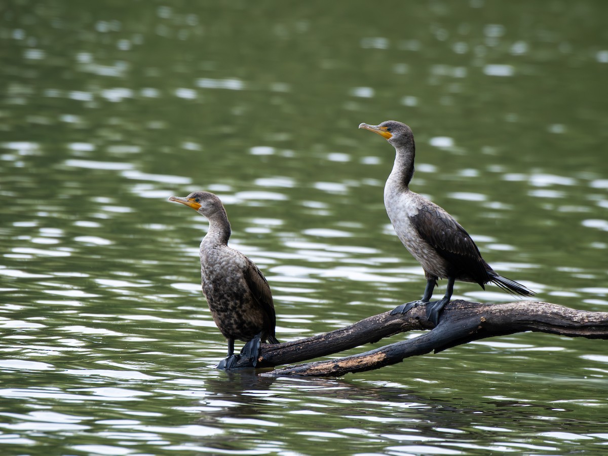 Double-crested Cormorant - ML635390322