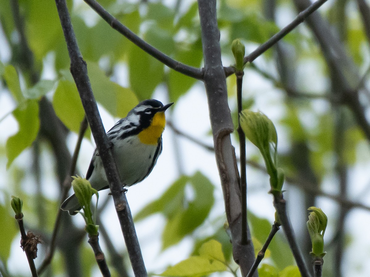 Yellow-throated Warbler - ML635390327