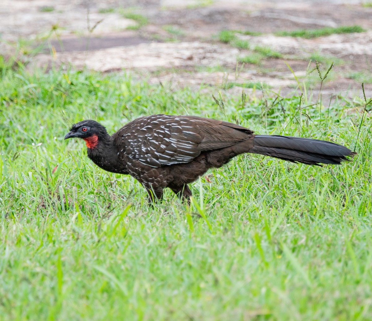 Yungas Guan - ML635390385