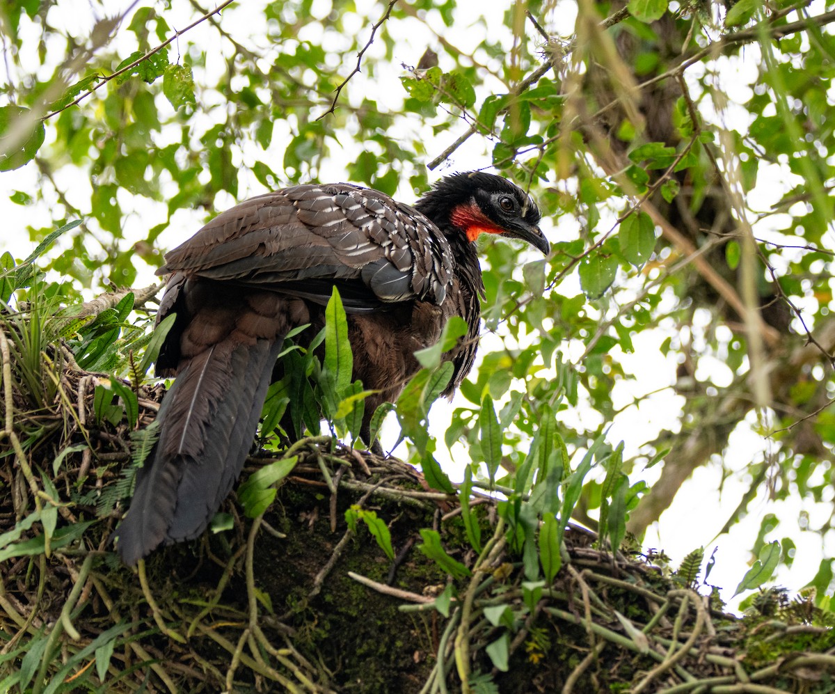 Yungas Guan - ML635390387