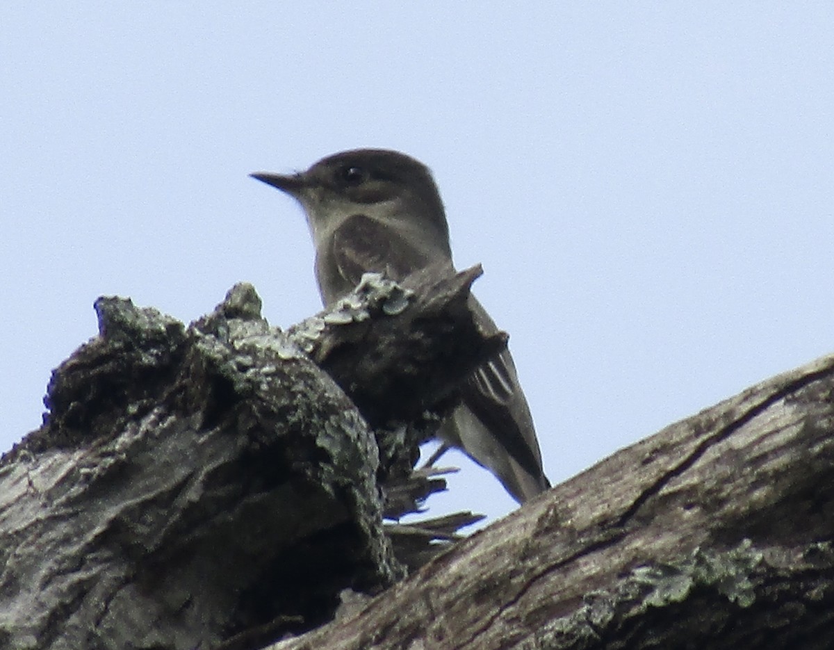Western Wood-Pewee - ML635390420