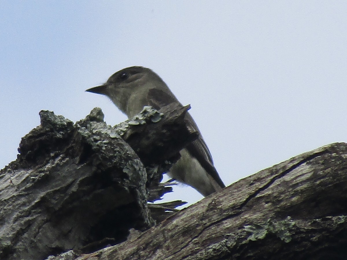 Western Wood-Pewee - ML635390421
