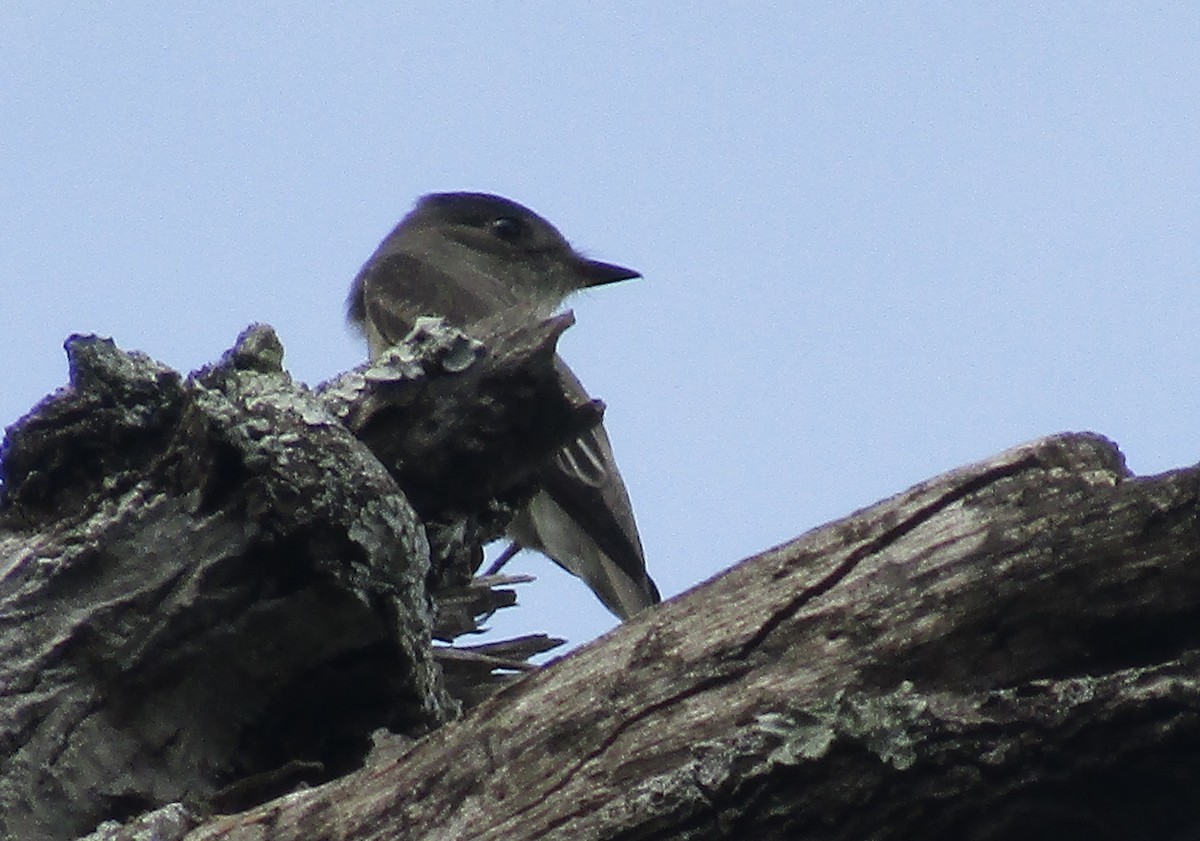 Western Wood-Pewee - ML635390422